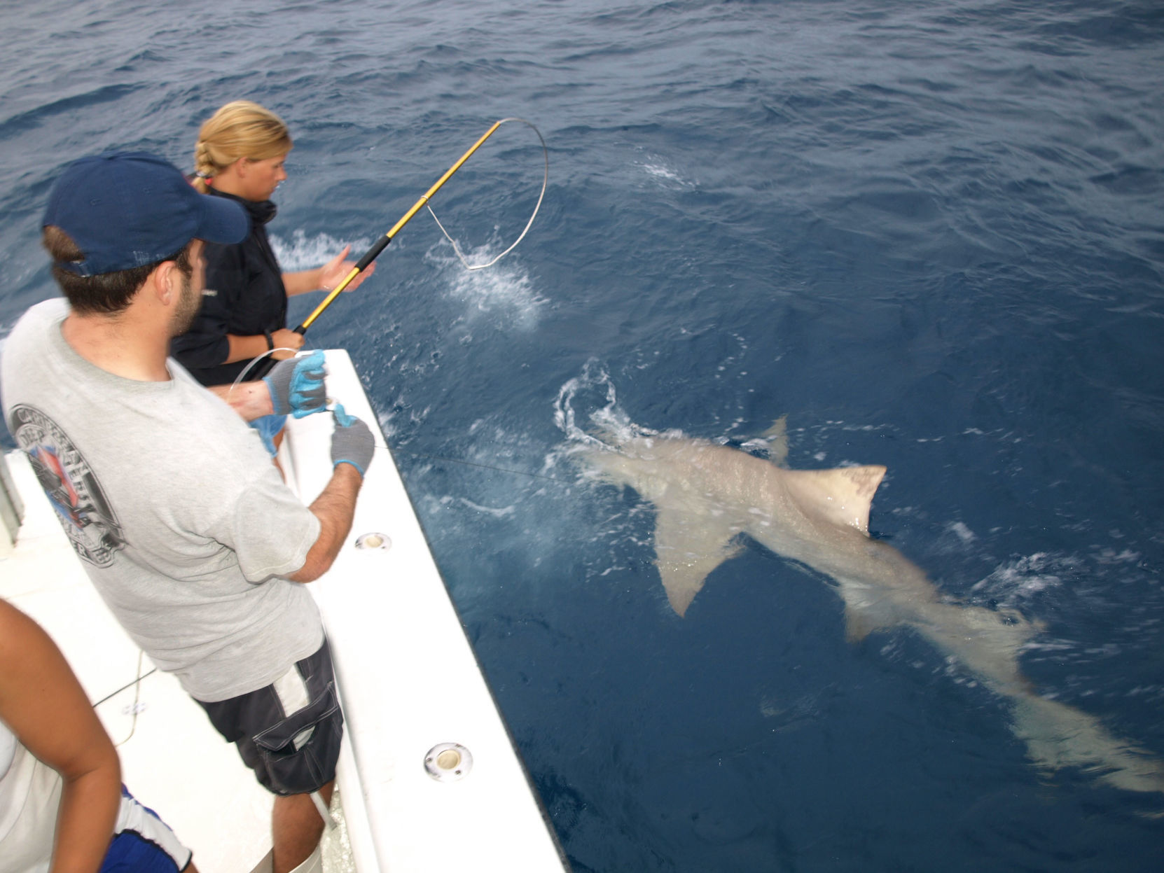 13. Don’t try to touch a shark if you see one